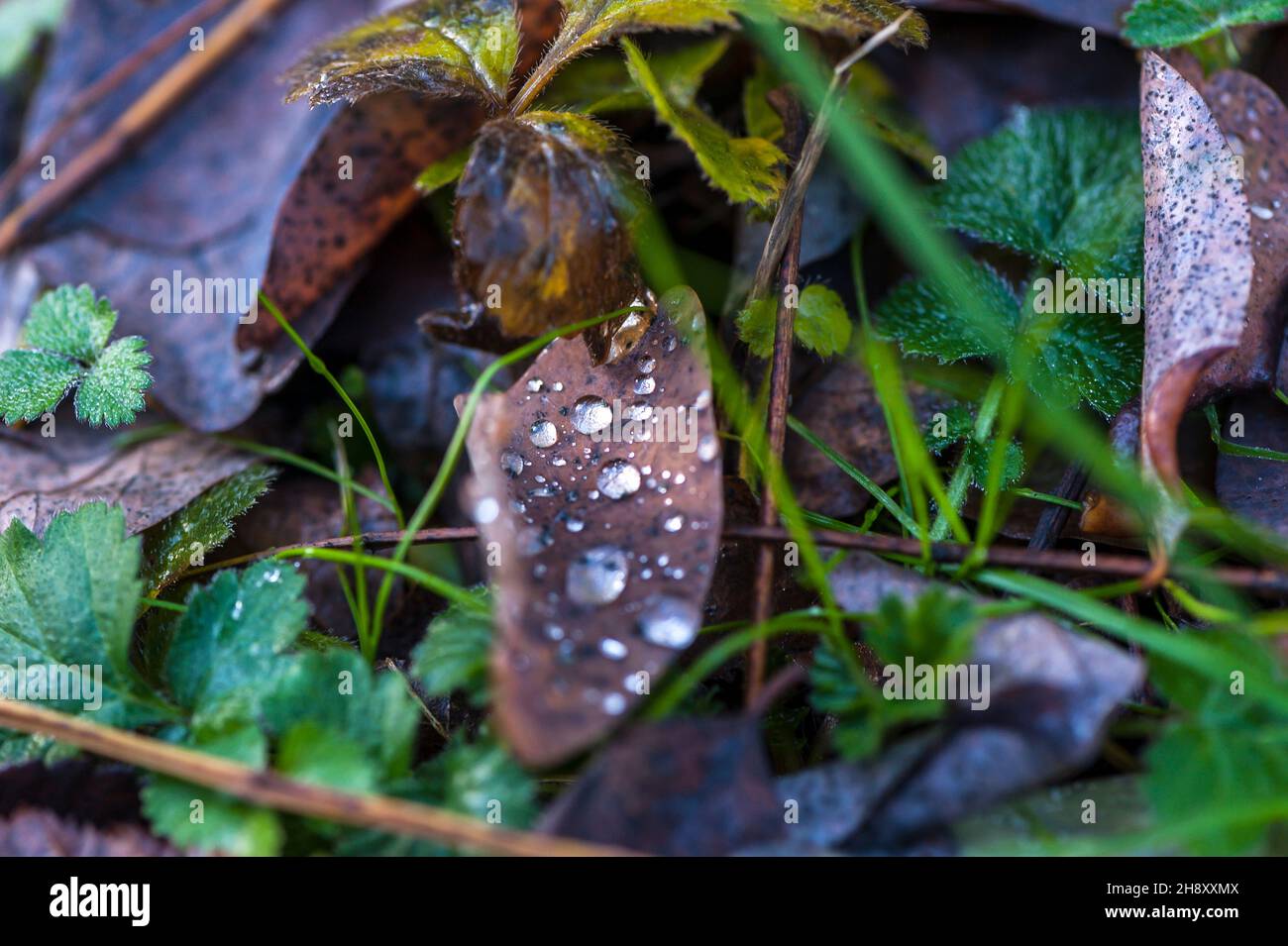 Le gocce di pioggia sulle foglie di autunno Foto Stock