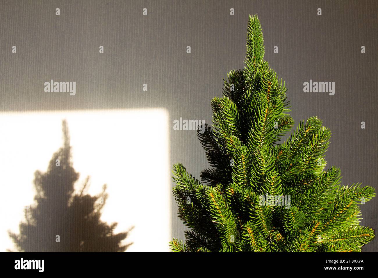 Live albero di Natale verde al sole luminoso. L'ombra di un albero di Natale non decorato sulla parete. Bellissima ombra sullo sfondo. Vacanza Foto Stock