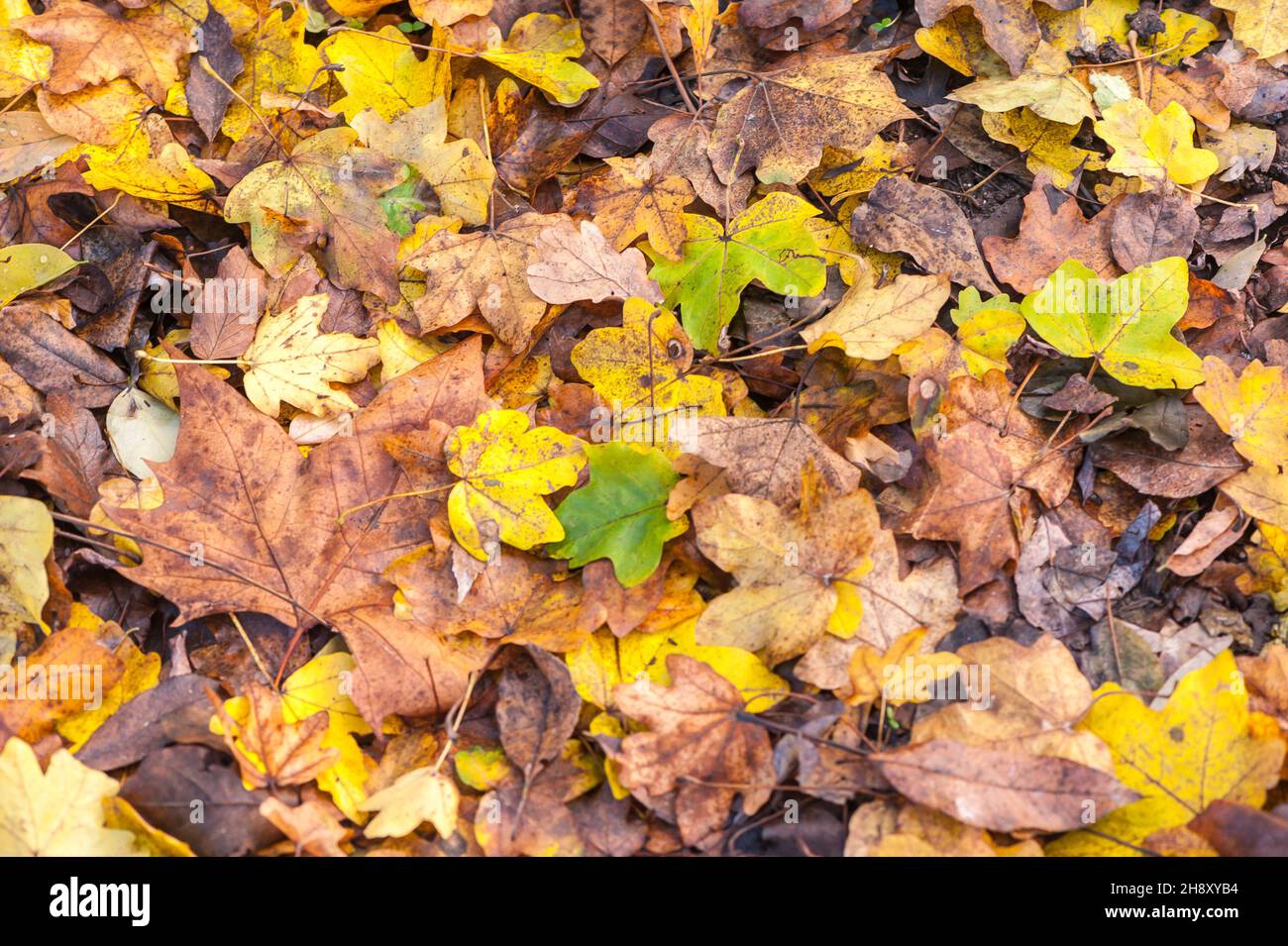 Tappeto di foglie in autunno Foto Stock