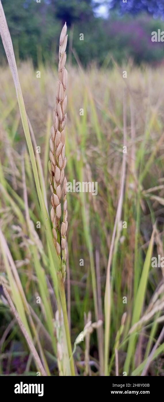 Primo piano di grano che cresce in un campo Foto Stock