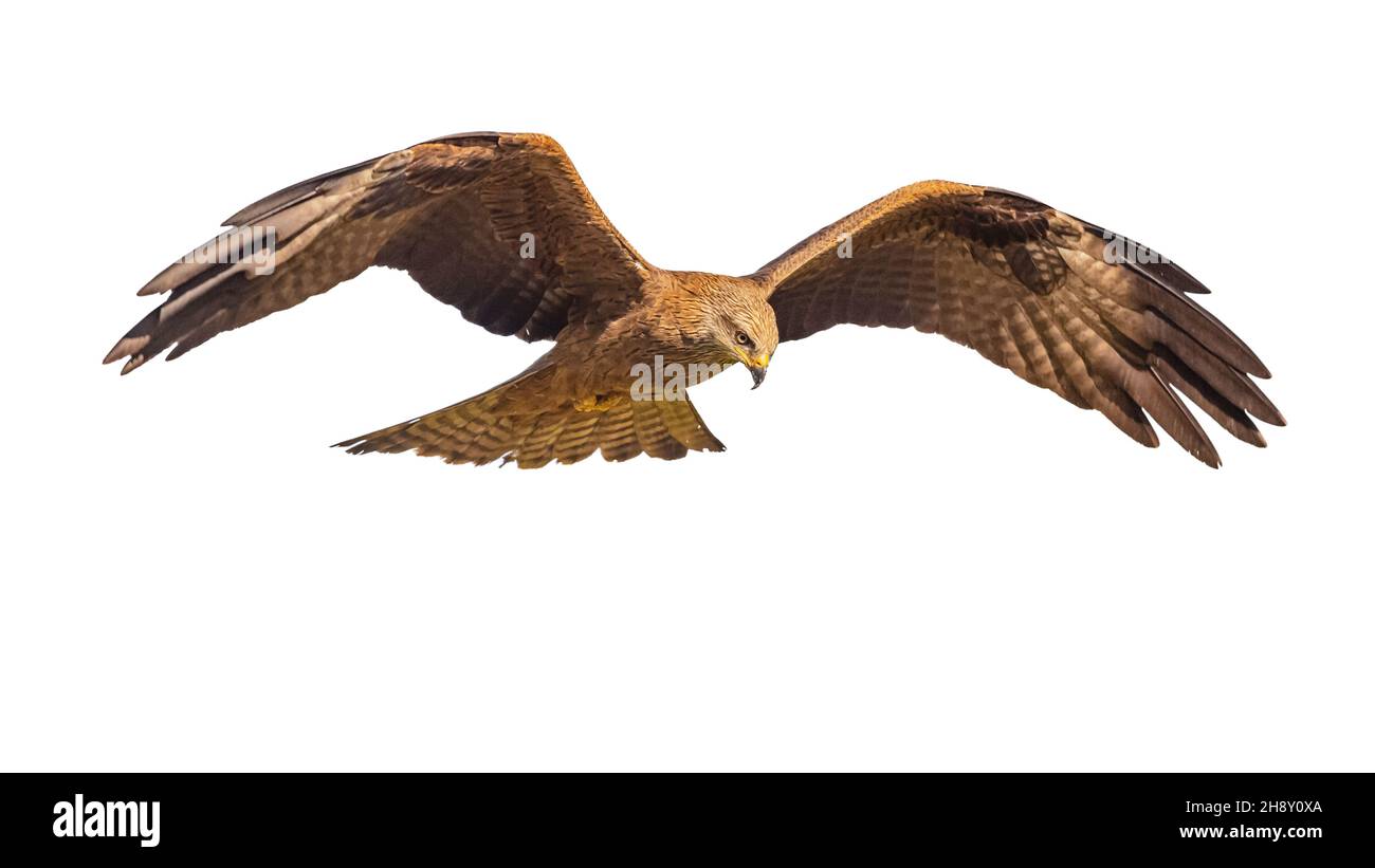 L'aquilone nero (Milvus migrans) è un uccello di medie dimensioni della preda del Vecchio mondo. Si verifica dall'Europa all'Australia e dall'Africa al Giappone. Raptor in volo. Foto Stock