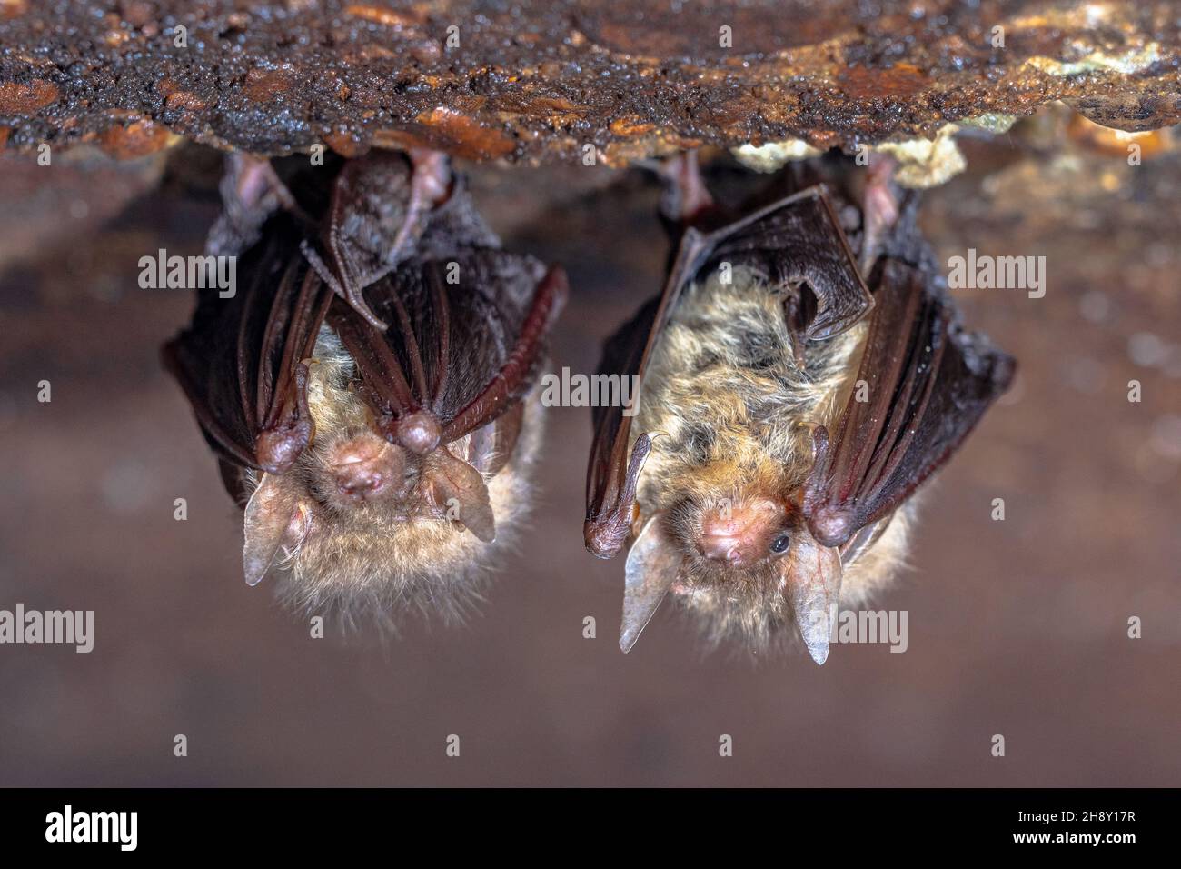 Bat marrone a long-eared, bat comune a long-eared (Plecotus auritus). Due pipistrelli di ibernazione in una cantina in inverno. Drenthe, Paesi Bassi. Foto Stock