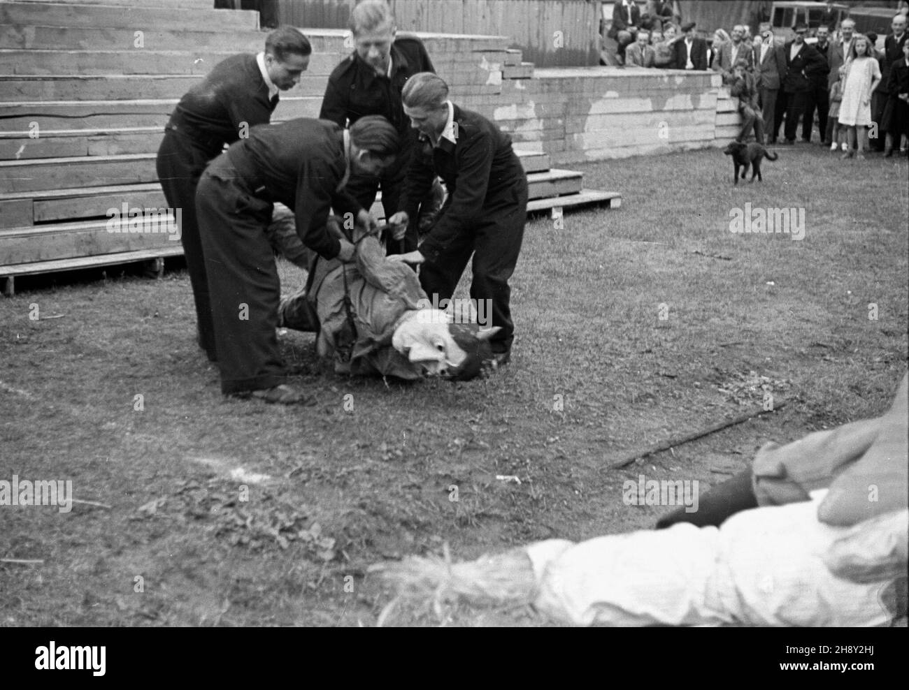 Olsztyn, 1946-06. W dniach 9-10 czerwca na Stadionie Leœnym zorganisowano imprezê dla m³odzie¿y Gody Wiosenne, zielone œwiêta. Chodzi³o o przedstawienie dorobku kultury Warmii Mazurów Pruskich, pokazanie œwiatu, ¿e s¹ a regiony rdzennie polskie. kuk³a znienawidzonego Hitlera powalona na ziemiê, wleczona na stos. mw PAP/Miko³aj Sprudin Dok³adny dzieñ wydarzenia nieustalony. Olsztyn, giugno 1946. Tra il 9 e il 10 giugno al Forest Stadium i giovani polacchi hanno partecipato ad un evento culturale chiamato Primavera nuptials o Green Days volto a presentare i risultati culturali di Warmia e Prussi Foto Stock