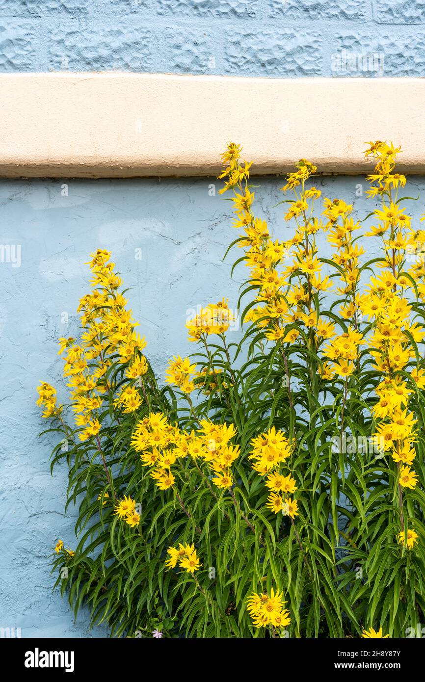 New Mexico Sunflower o Maximilian's Daisy, Helianthus maximilliani, contro un muro dipinto di blu Foto Stock