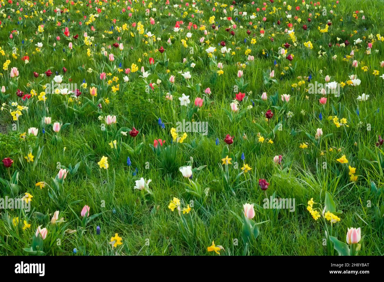 Diversi fiori di primavera multicolore che crescono e fioriscono in erba - prato urbano Foto Stock