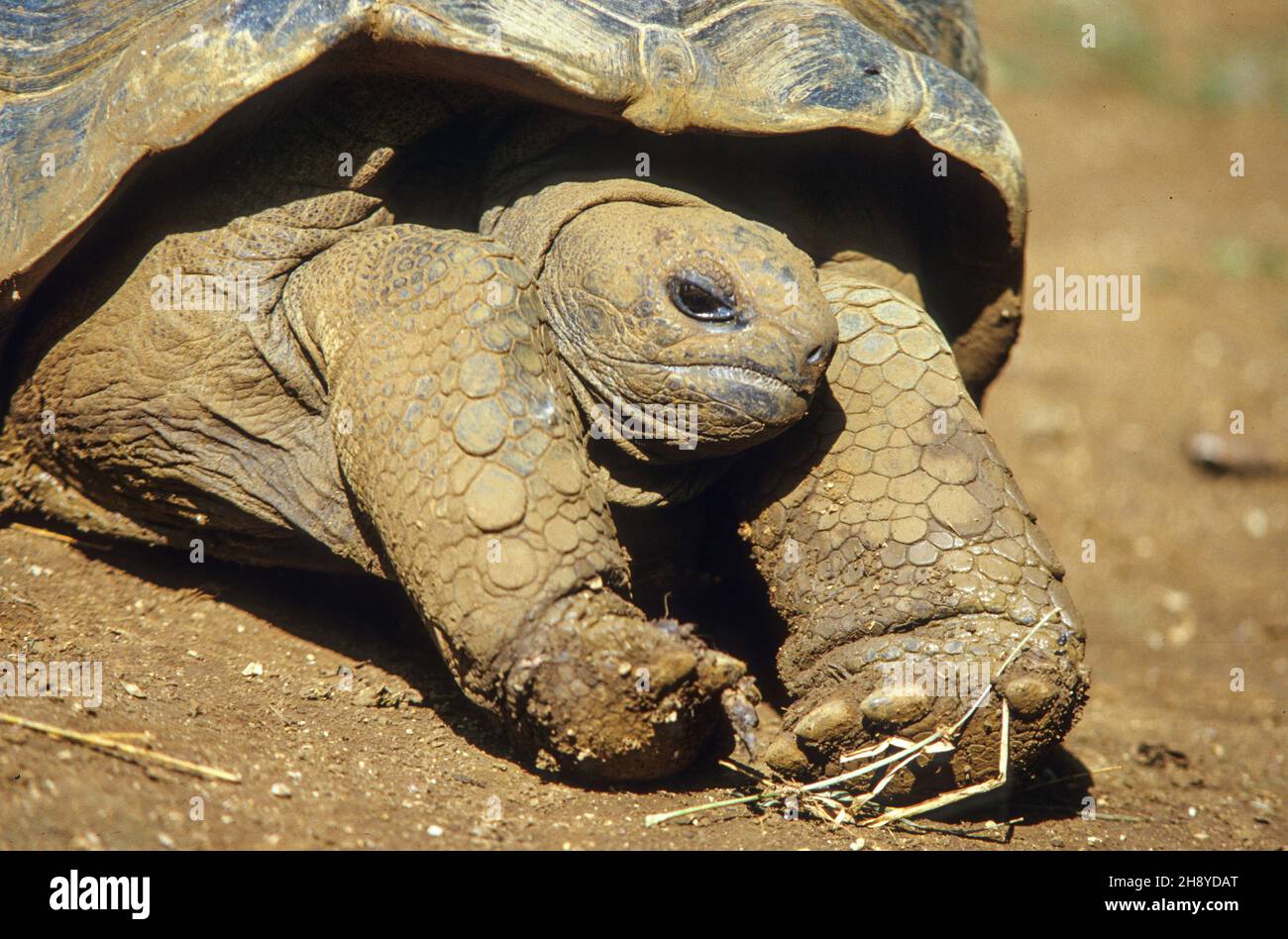 Una tartaruga gigante al Parco Naturale la Vanille a Mauritius Foto Stock