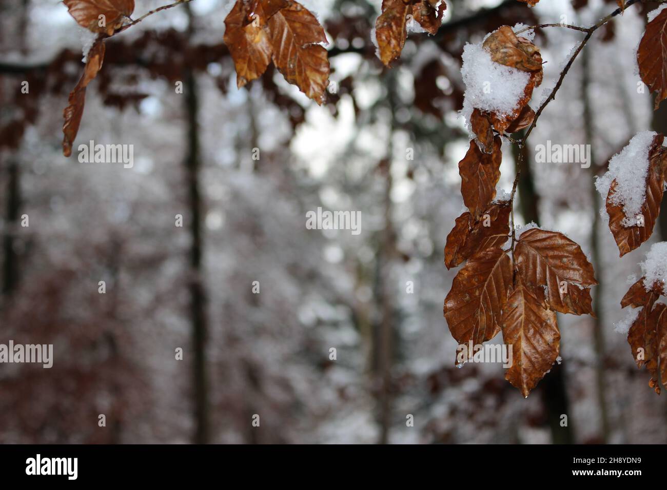 Foglie di faggio bruno essiccato e appese ricoperte di neve su sfondo boschivo (Uetliberg, Zurigo, Svizzera) Foto Stock