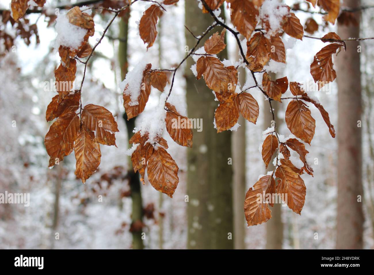 Appeso foglie di faggio secco bruno collegate al ramo e ricoperte di neve fresca (Uetliberg, Zurigo, Svizzera) Foto Stock