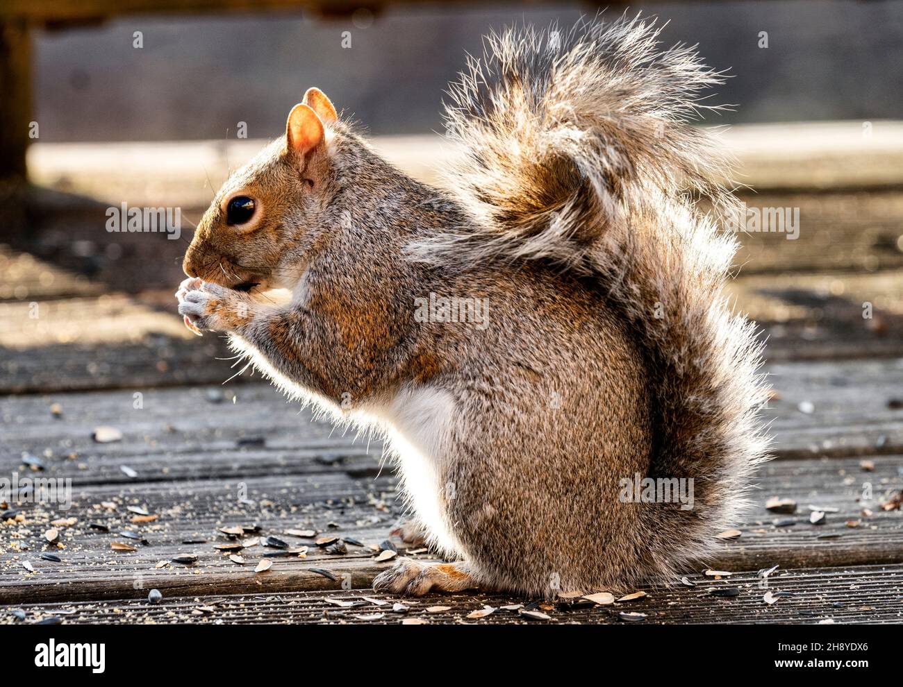 Nibble scoiattolo sui semi di girasole sul ponte pomeridiano Foto Stock