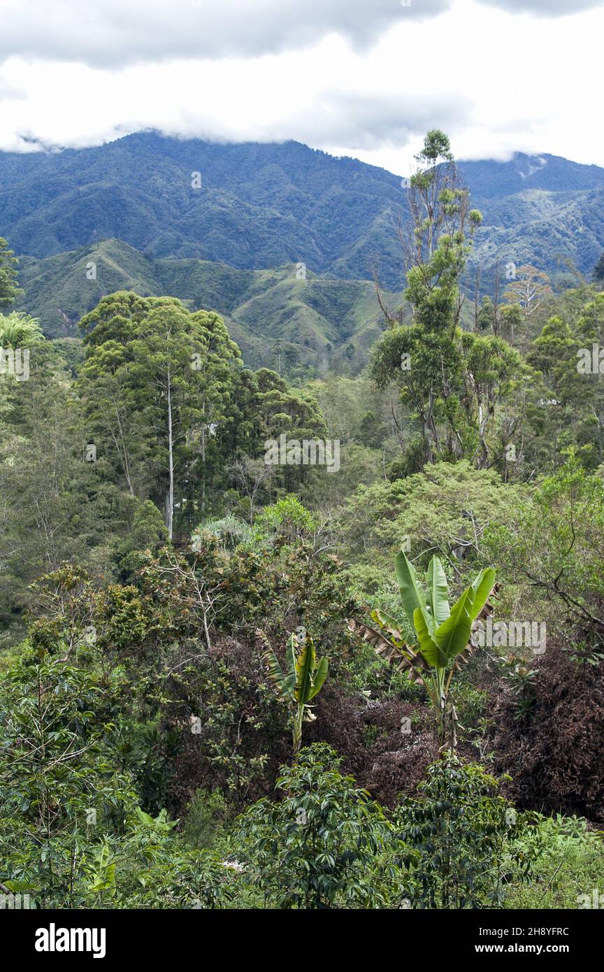 Papua Nuova Guinea; Highlands orientali; Goroka; Namta (Mefenga); paesaggio tipico di montagna in Papua; typische Berglandschaft in Papua; krajobraz Górski Foto Stock