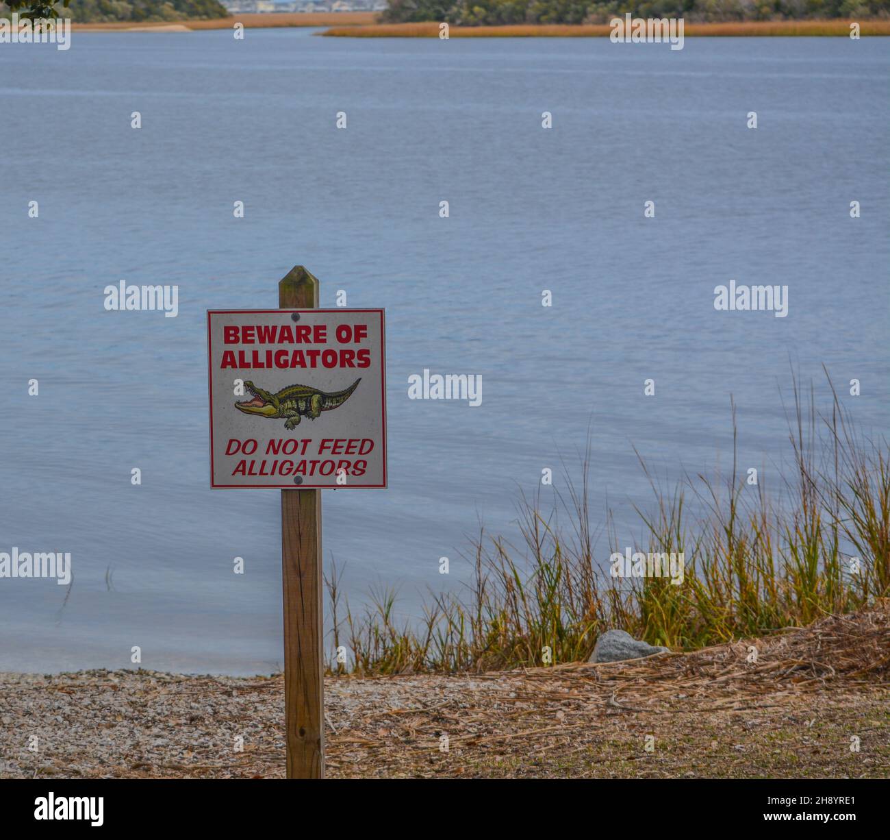 Attenzione agli alligatori e non alimentare alligatori segno. Presso la città di Sunset Beach, la contea di Brunswick, Carolina del Nord Foto Stock
