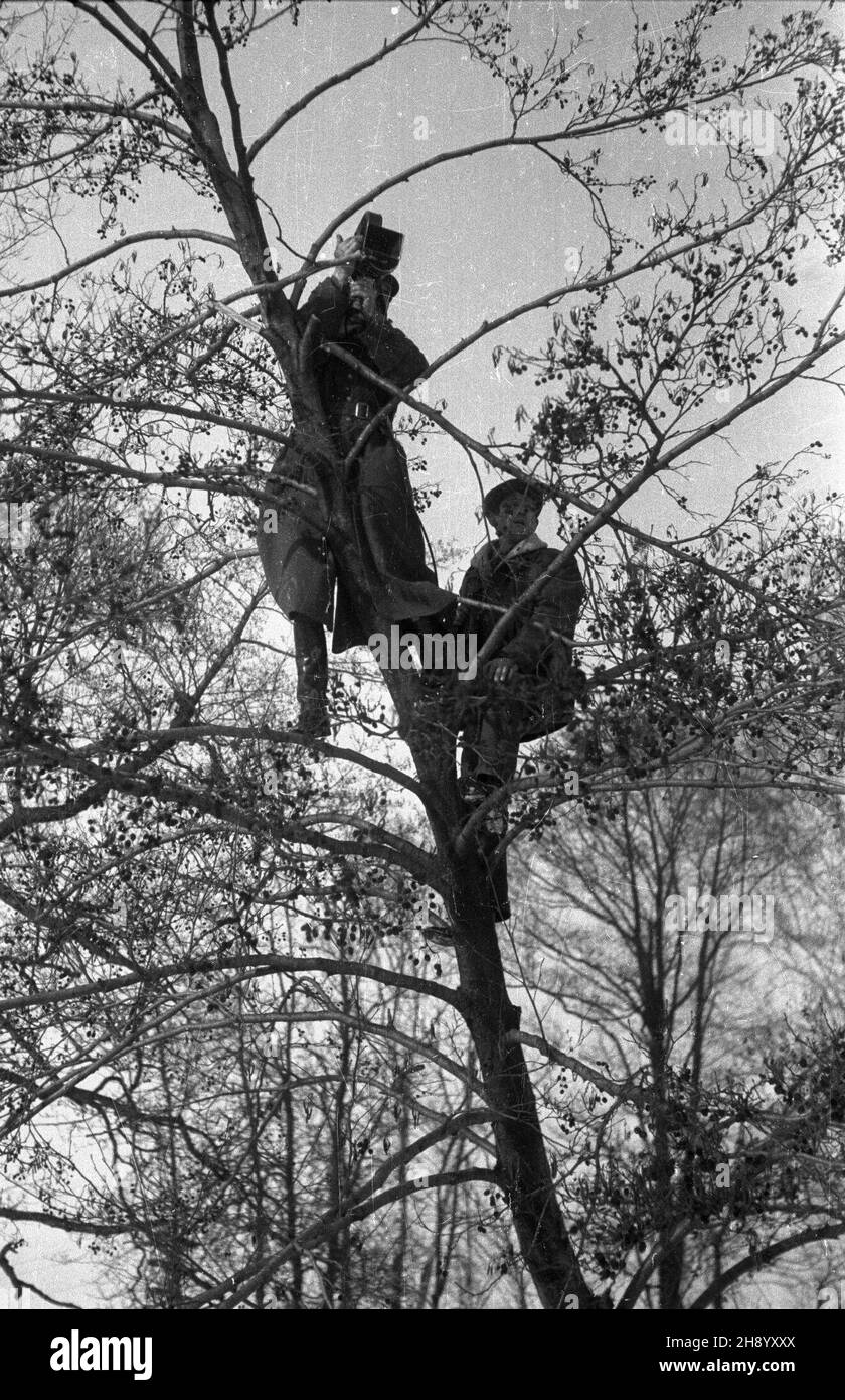 Polska, 1947. Zawody ³y¿wiarskie w jeŸdzie szybkiej o mistrzostwo polski. NZ. Na drzewie operatorzy Polskiej Kroniki Filmowej Mieczys³aw Wiesio³ek (L) i W³adys³aw Forbert (P), którzy rejestruj¹ przebieg zawodów. Gr PAP/Stanis³aw D¹browiecki Polonia 1947. Concorso di pattinaggio del Campionato di Polonia. Nella foto: Mieczyslaw Wiesiolek (L) e Wladyslaw Forbert (P), Polish News Reel cameramen su un albero che registra il corso del concorso. Gr PAP/Stanislaw Dabrowiecki Foto Stock