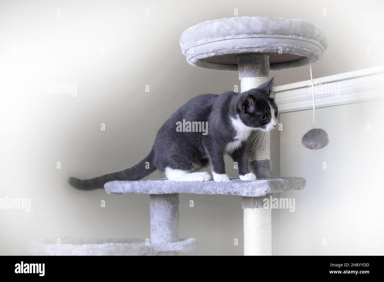 gattino bianco e nero che paga sulla parte superiore della piattaforma graffiante del alberino che gioca con la sfera appesa, sfondo bianco Foto Stock