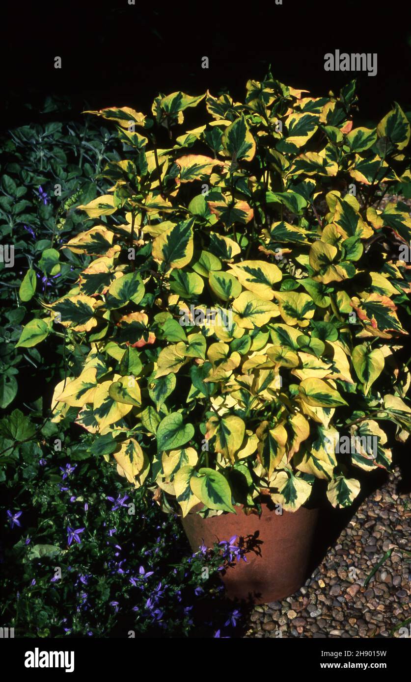 PENTOLA DI TERRACOTTA DI HOUTTUYNIA CORDATA ''CHAMALEON'' (SYN H.C. VARIEGATA) NELLA PARTE ANTERIORE È CAMPANULA POSCHARSKYANA. Foto Stock