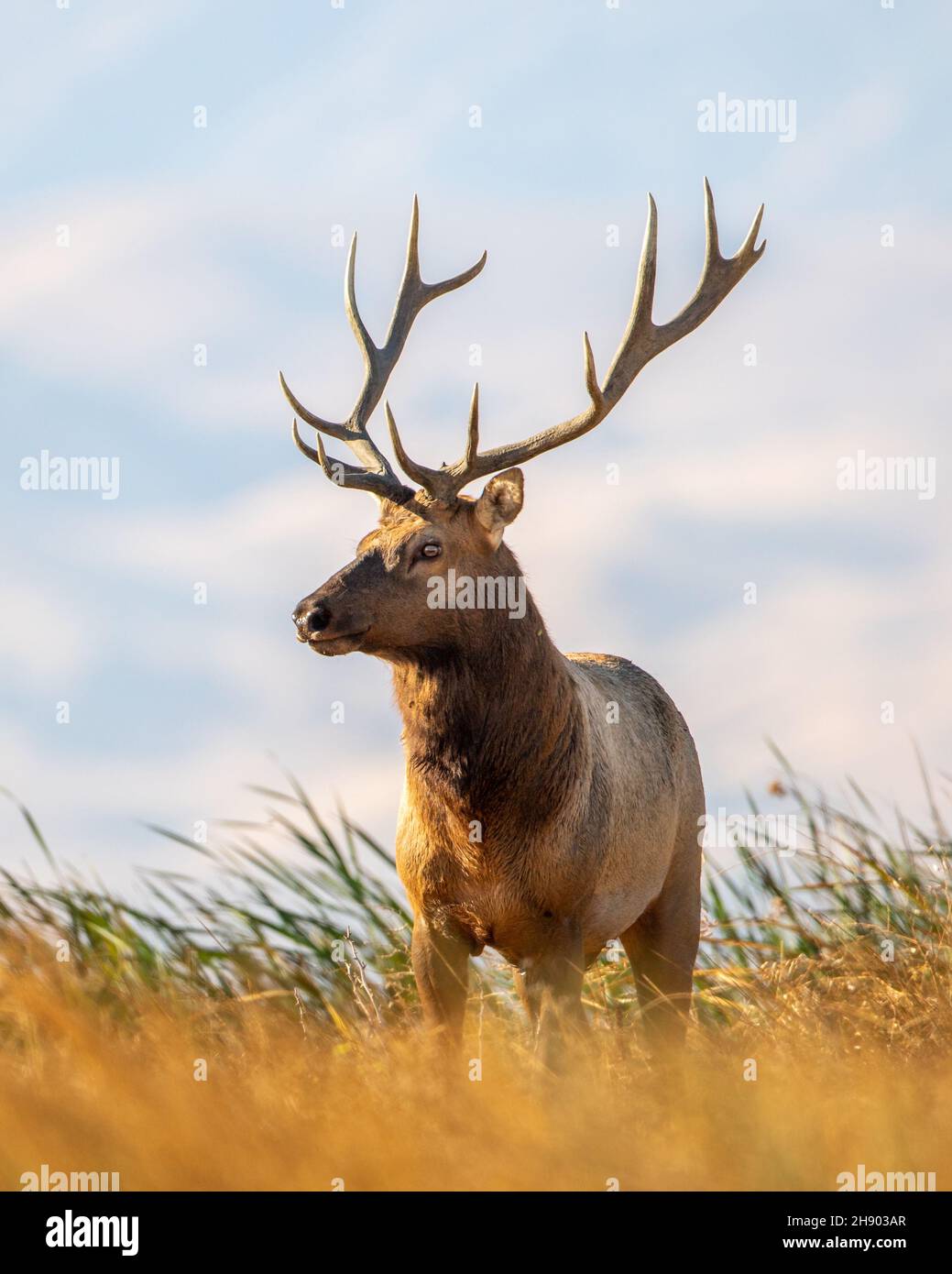 Grande toro Tule Elk che si aggirano sulle paludi della Grizzly Island Wildlife Area in California Foto Stock