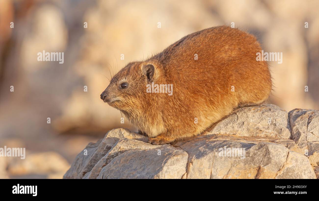 Un'irax di roccia o dassie, un parente dell'elefante, prendendo il sole su una roccia nel Capo Occidentale, Sudafrica. Foto Stock