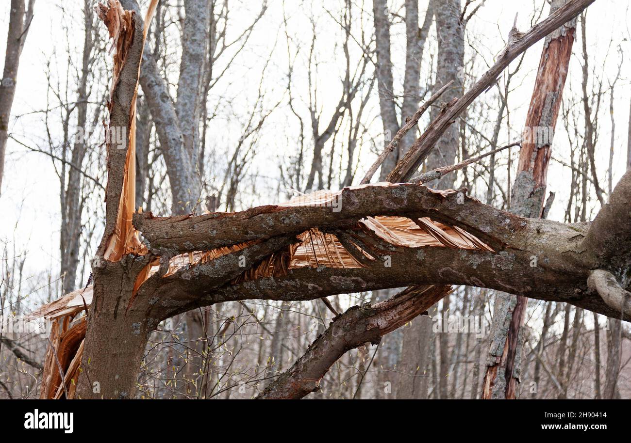 Un albero colpito da un fulmine Foto Stock