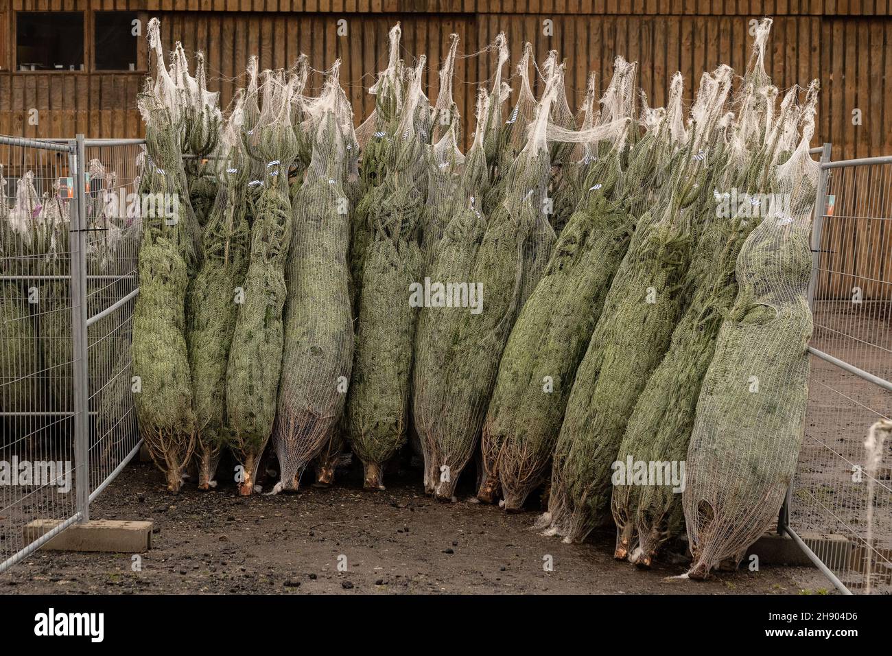 Vendita Di Alberi Di Natale Produzione di alberi di natale immagini e fotografie stock ad alta