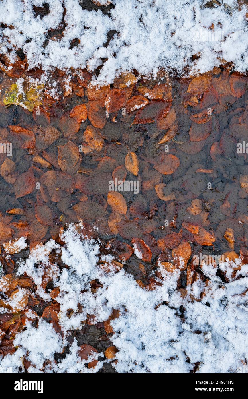 Gelate cadute foglie di faggio autunno in ghiaccio e neve.  Northamptonshire, Inghilterra Foto stock - Alamy
