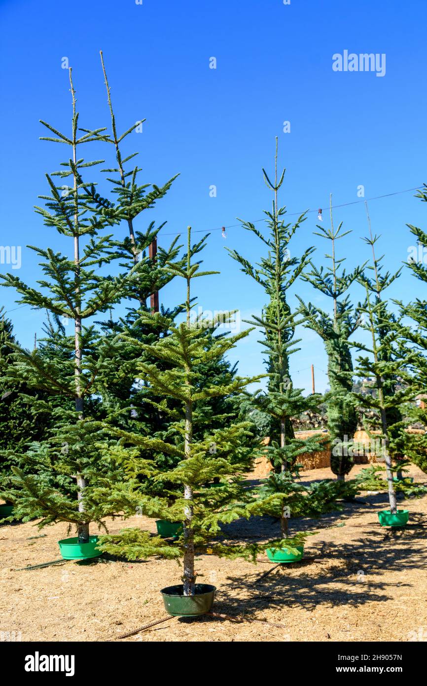 Brutto alberi di Natale in verde si erge a un mercatino di Natale all'aperto sotto il cielo blu Foto Stock