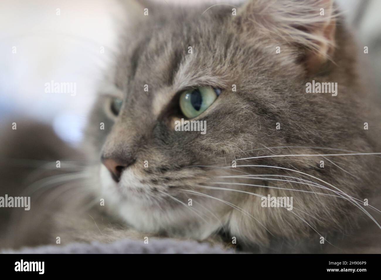 Gray Adult Cat Foto Stock