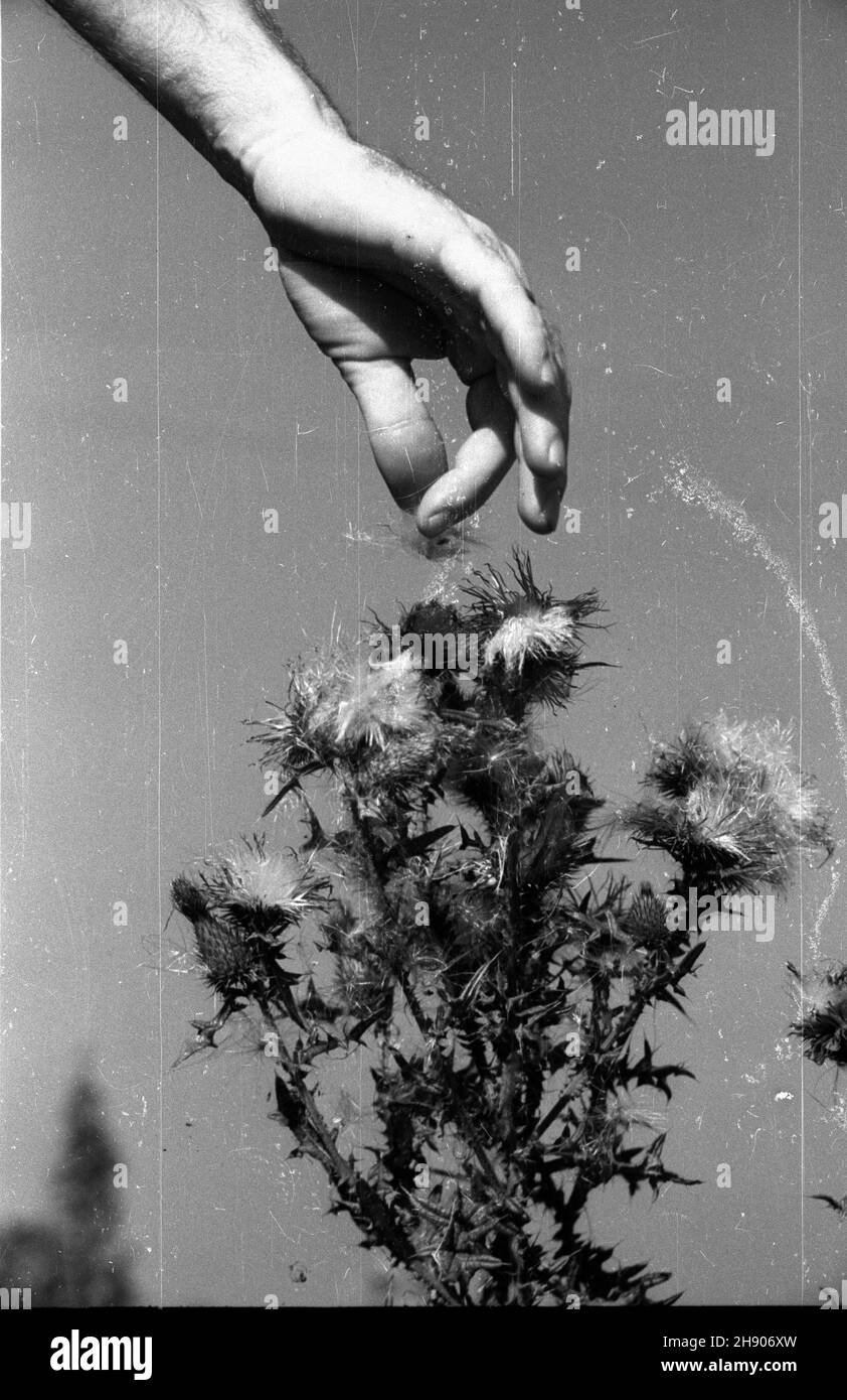 Czersk, 1947. Schy³ek lata w okolicach Czerska. NZ. Oset zwis³y (Carduus nutans L.). Dok³adny miesi¹c i dzieñ wydarzenia nieustalone. bk/ak PAP Czersk, 1947. Fine estate nella regione di Czersk. Nella foto: thistle (Carduus nutans L.). bk/ak PAP Foto Stock