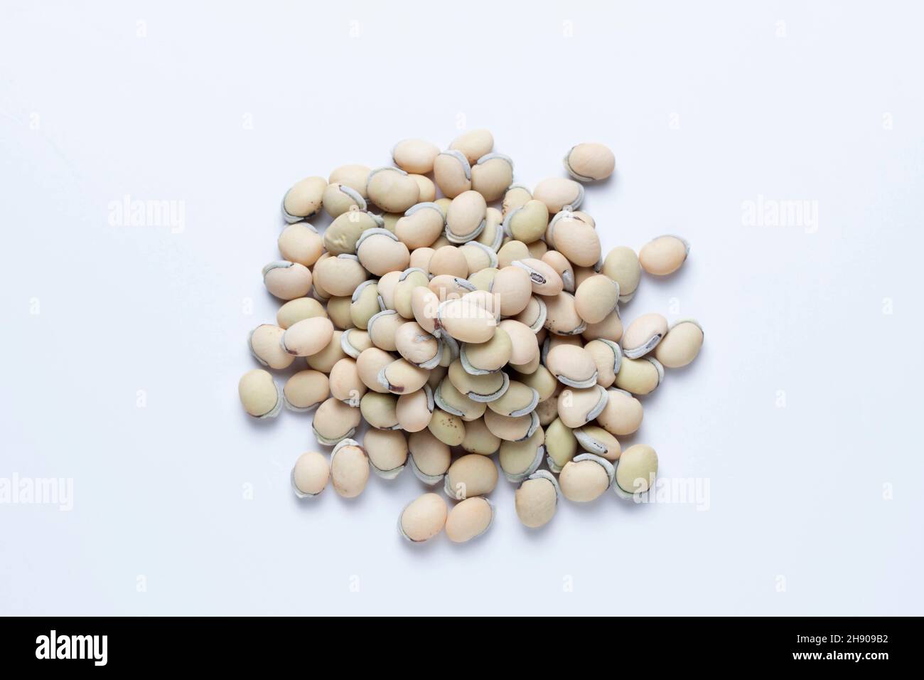 Semi o fagioli della Val, Pawata Satara, Maharashtra, India Foto Stock