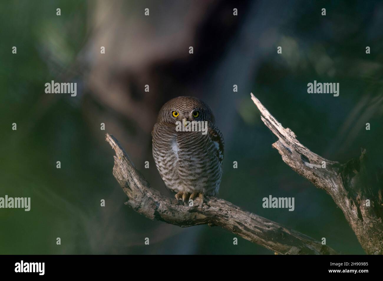 Gufo della giungla sul ramo dell'albero, radicato di Glaucidium, riserva naturale di Topchachi, Jharkhand, India Foto Stock