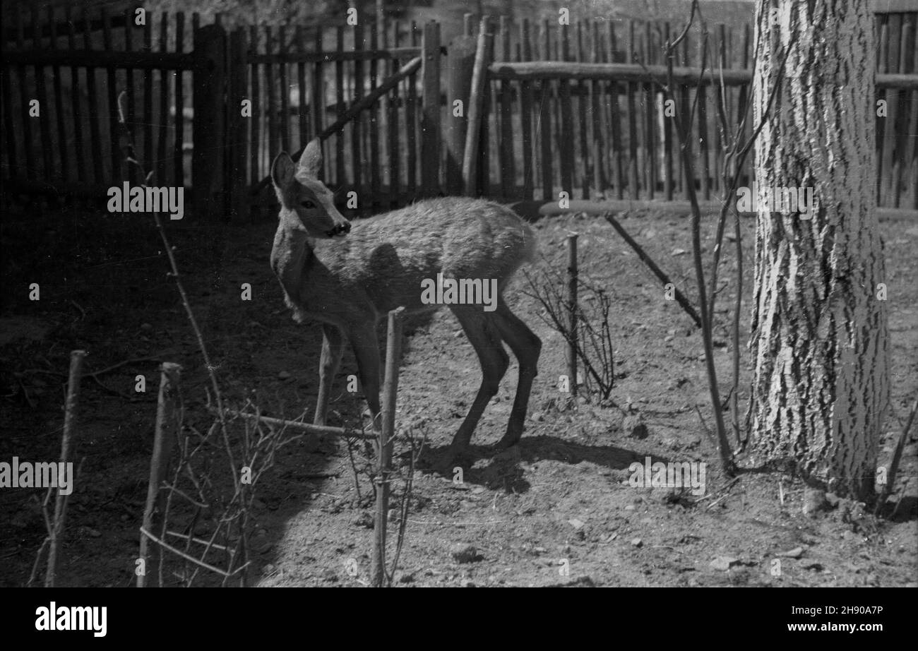 Por¹bka k. Bielska-Bia³ej, 1947. Sarna w Zagrodzie. mb/mgs PAP Dok³adny miesi¹c i dzieñ wydarzenia nieustalone. Porabka nei pressi di Bielsko-Biala, 1947. Un capriolo in una penna. bk/mgs PAP Foto Stock
