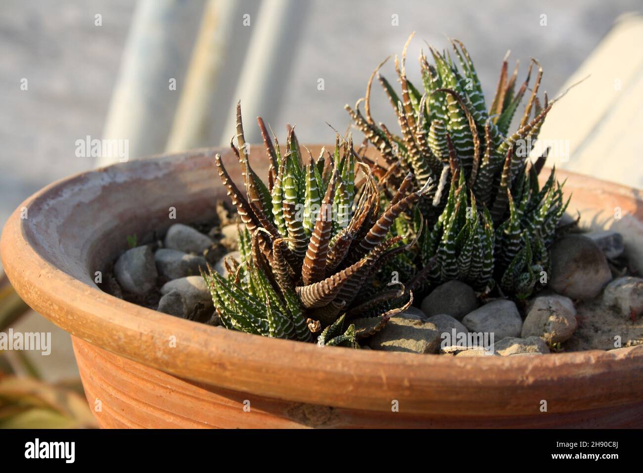 Pianta di Zebra (Aworthiopsis attenuate) in una pentola di fiori con ciottoli : (pix SShukla) Foto Stock