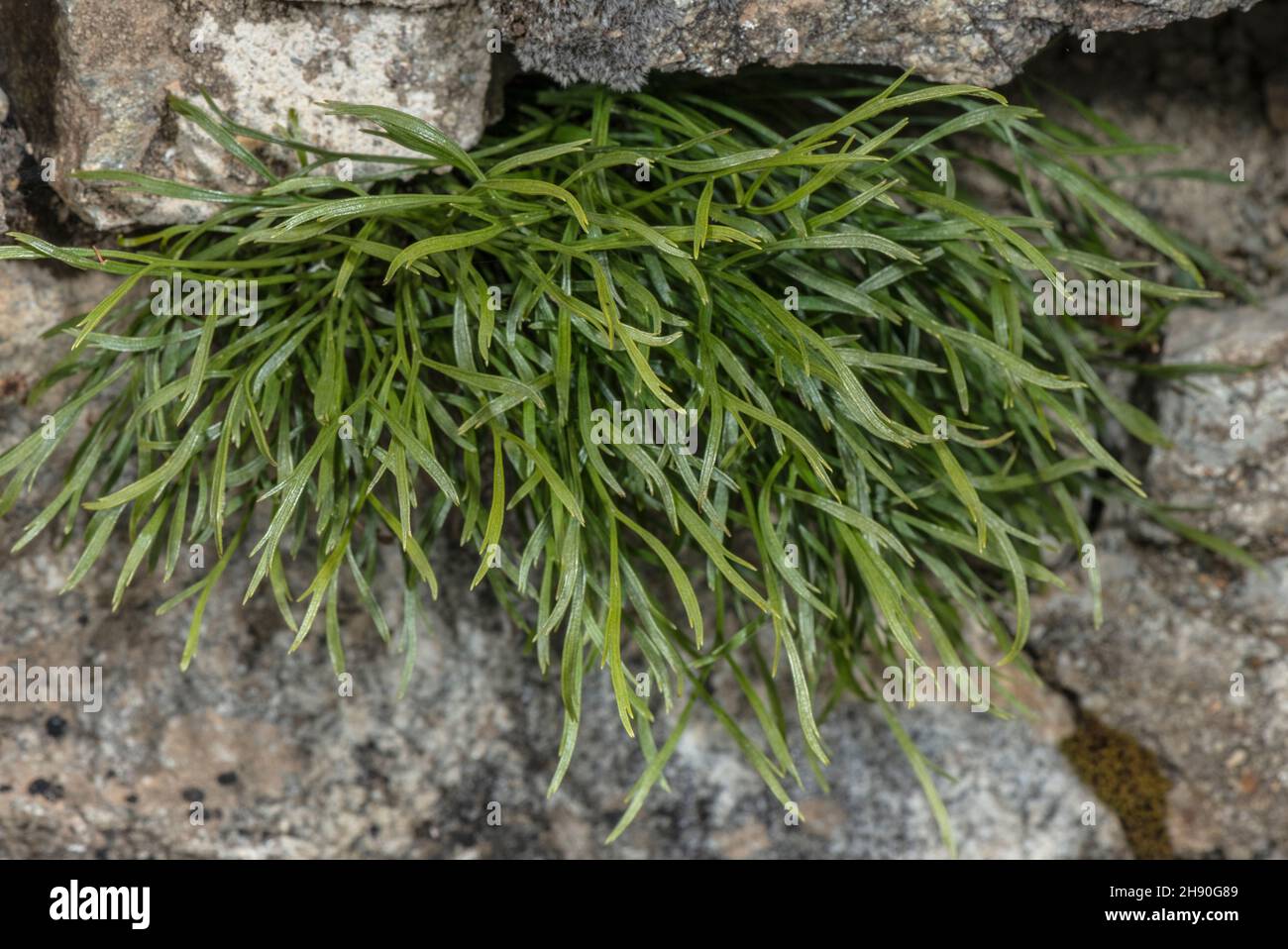 Spleenwort biforcato, Asplenium settentrionale, groppa su muro di pietra acida secco. Foto Stock