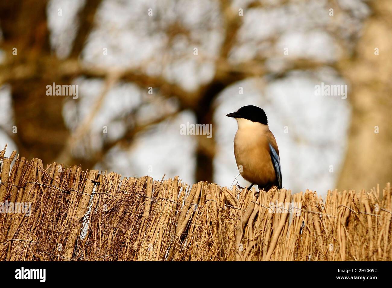 Cyanopica cyanus - la specie di uccelli passerini - Corvidae. Foto Stock