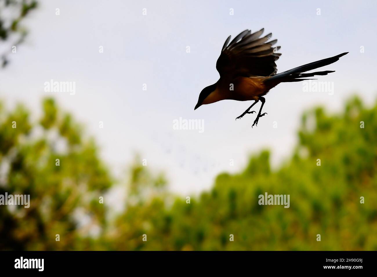 Cyanopica cyanus - la specie di uccelli passerini - Corvidae. Foto Stock