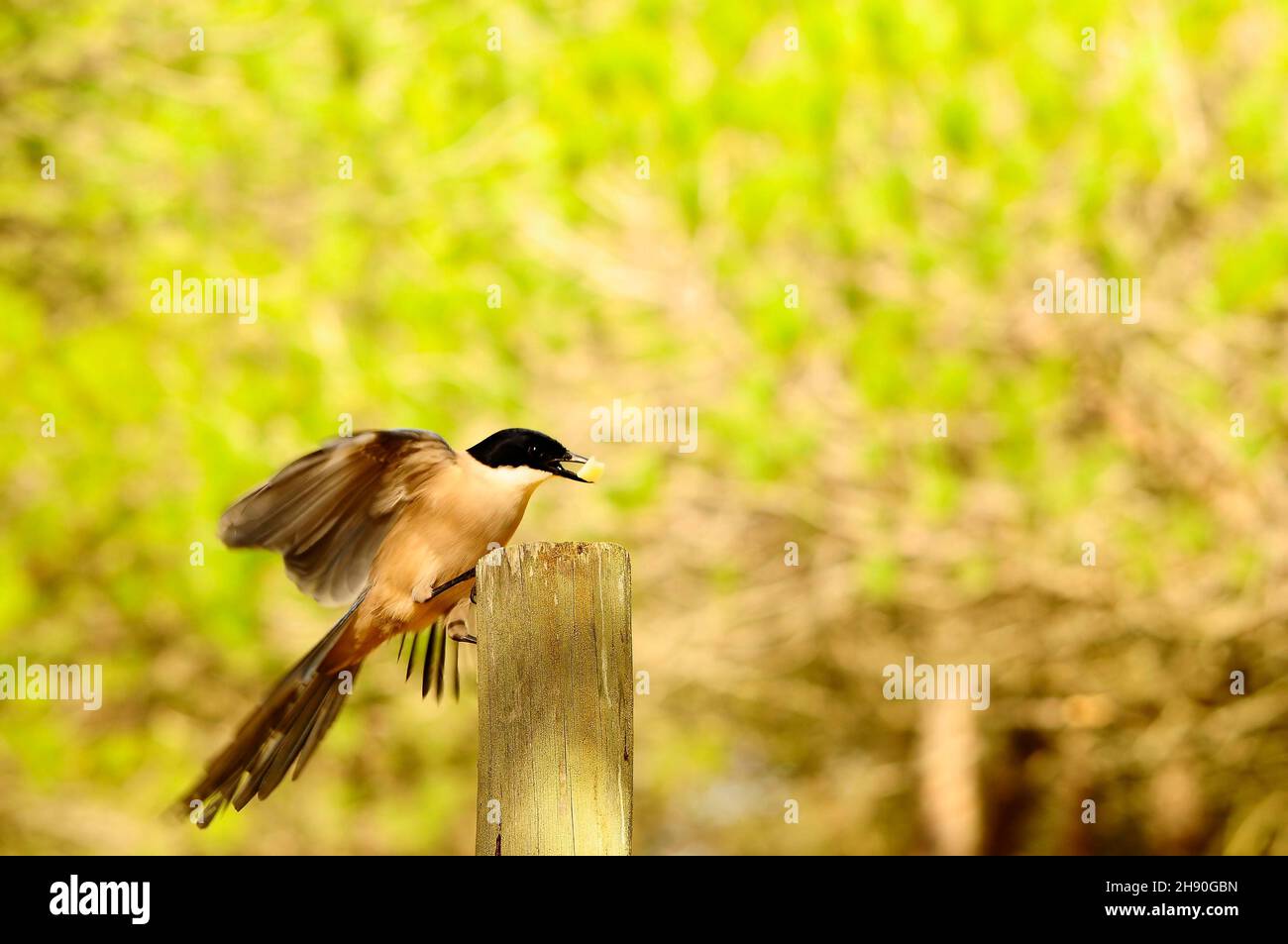 Cyanopica cyanus - la specie di uccelli passerini - Corvidae. Foto Stock