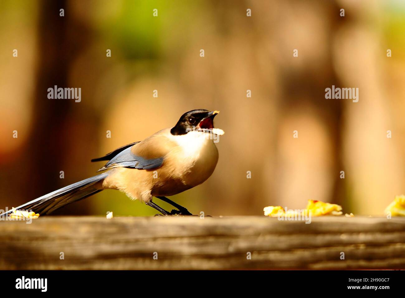 Cyanopica cyanus - la specie di uccelli passerini - Corvidae. Foto Stock