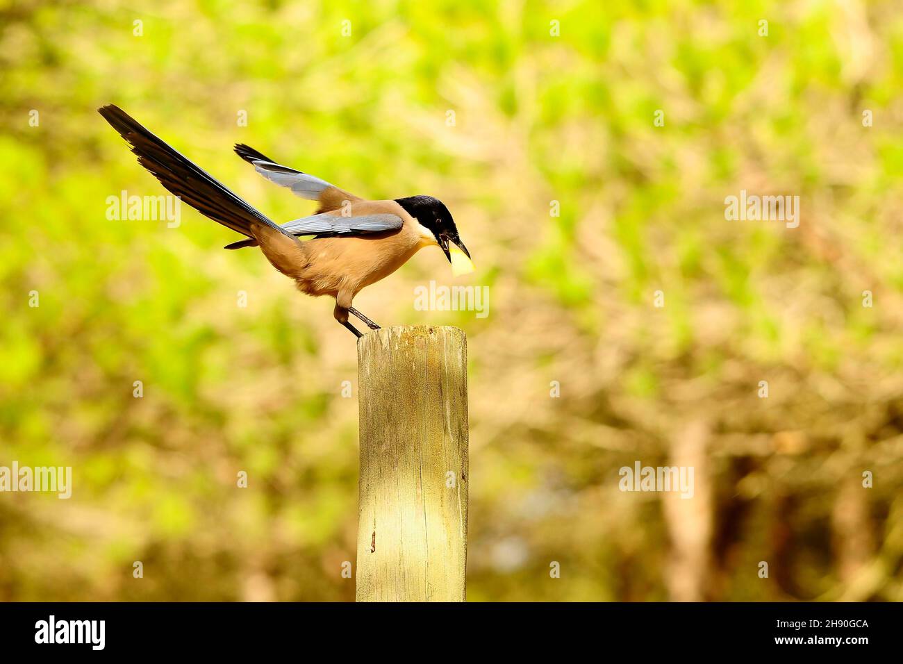 Cyanopica cyanus - la specie di uccelli passerini - Corvidae. Foto Stock