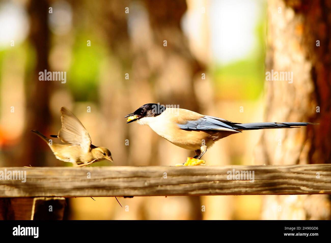 Cyanopica cyanus - la specie di uccelli passerini - Corvidae. Foto Stock
