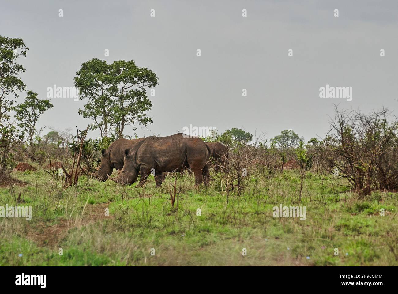 Gruppo di rinoceronti bianchi o rhinoceros quadrati, Ceratotherium simum, pascolo nel denso cespuglio africano Foto Stock