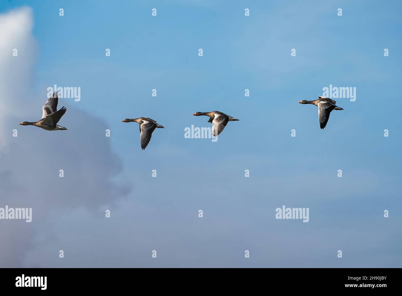 Flock dettagliato oche volare in un bel cielo blu. Uccelli volare in forma di. Temi animali, sfondo, spazio copia. Foto Stock