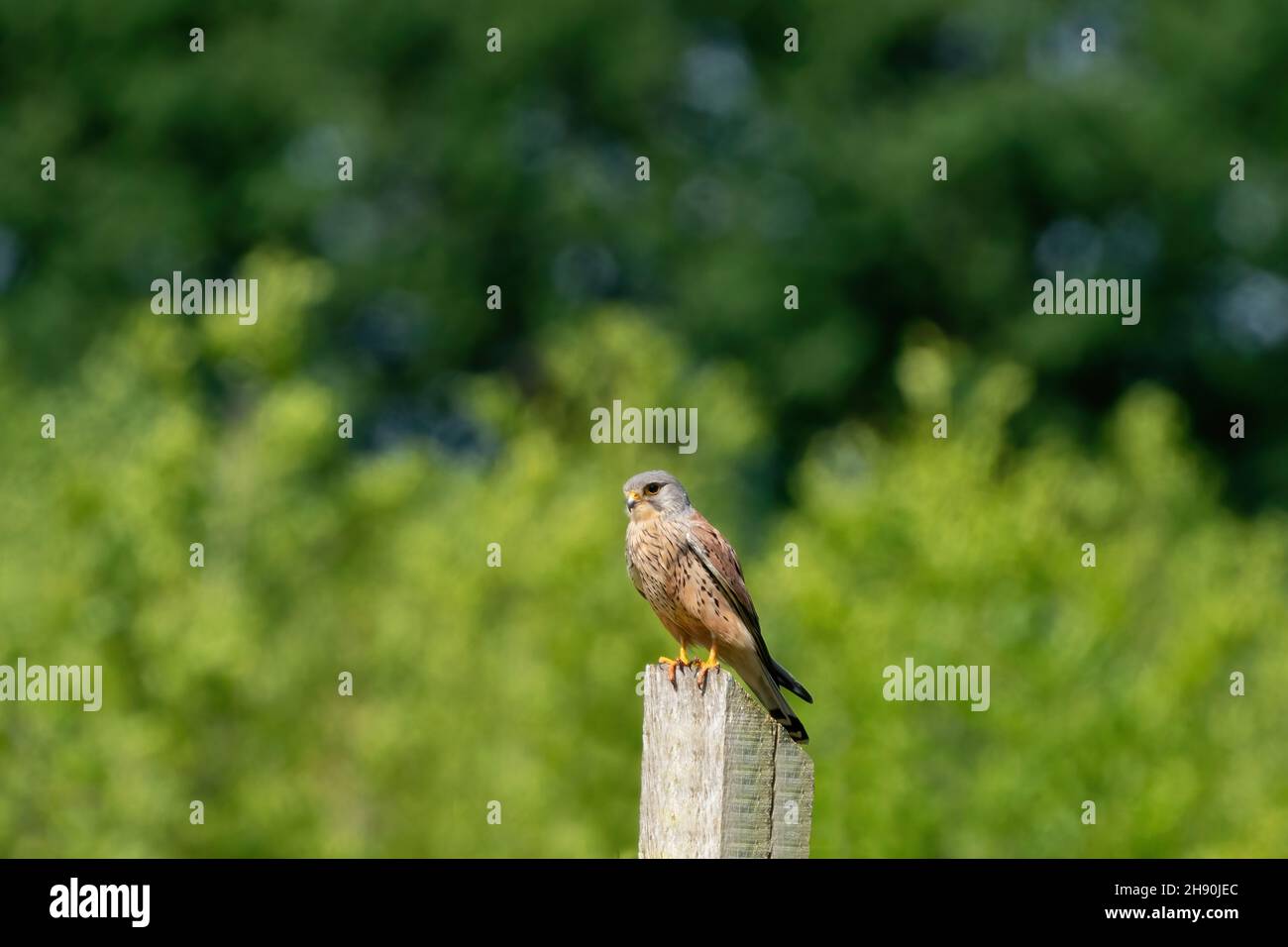 Kestrel dettagliato, maschio, si siede sul palo di legno, su uno sfondo verde di foglie. L'uccello selvatico di preda gheppio europeo o gheppio eurasiatico sembra int Foto Stock