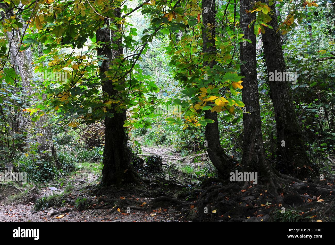 Alberi di castagno di cavallo in legno di Hannicombe, Dartmoor Foto Stock