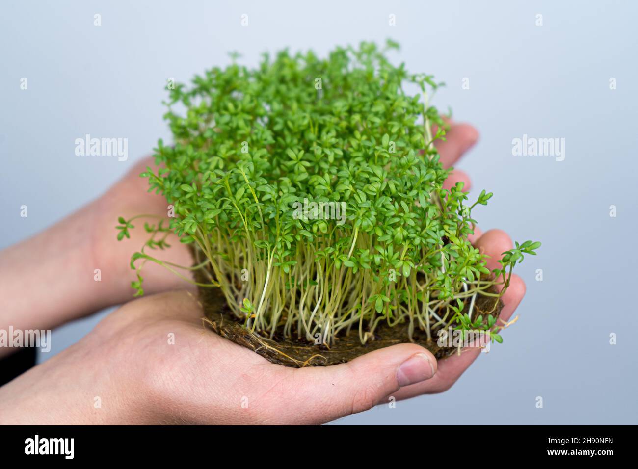 Tenere il micro verde a portata di mano. Germinazione di semi su stuoie di lino. Germogli di lattuga e altri verdi. Cibo vitaminico sano. Crescere a casa. Hobby e giardinaggio urbano. Microgreen per alimenti. Foto Stock