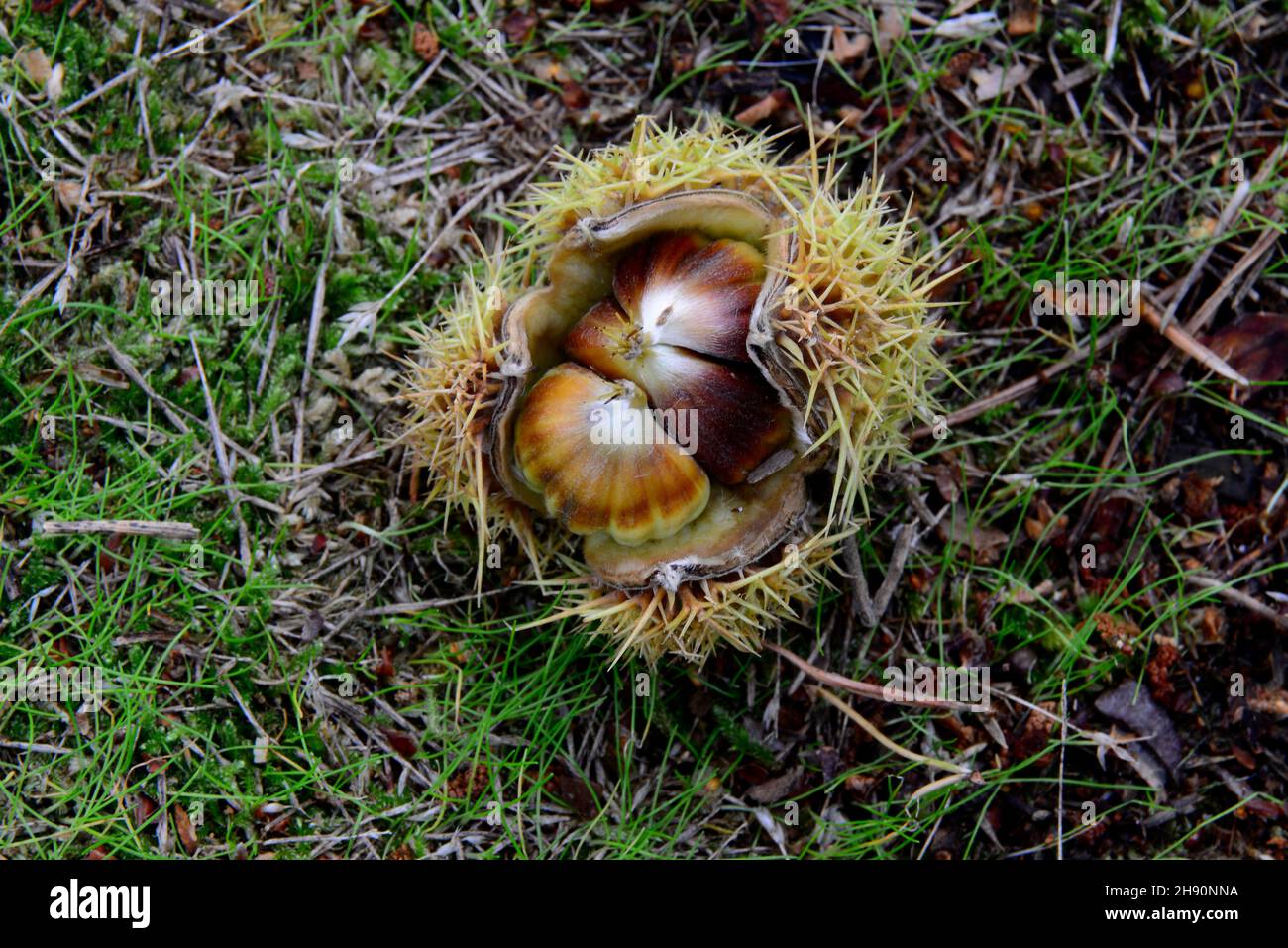 Castagne dolci maturate su alluvione boschiva. Foto Stock