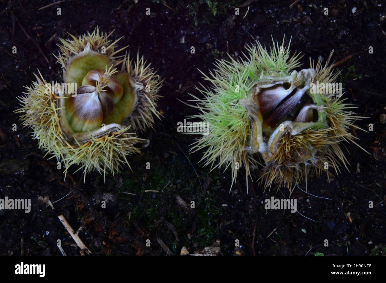 Castagne dolci maturate su alluvione boschiva. Foto Stock