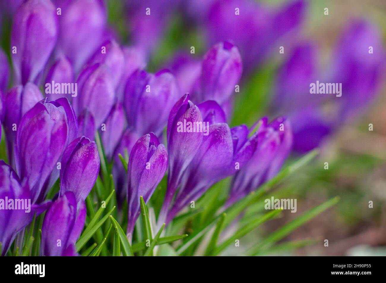 Grande gruppo di croci viola Ruby gigante. Primo piano del fiore di primavera su sfondo sfocato. Piante bulbose da giardino Foto Stock