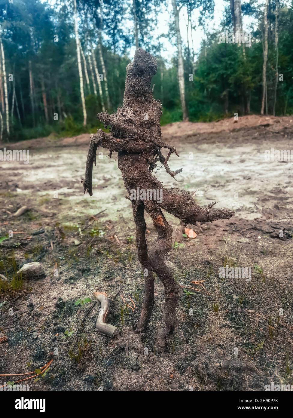 Spirito di foresta. Rizoma di albero nella forma di una figura umana Foto Stock