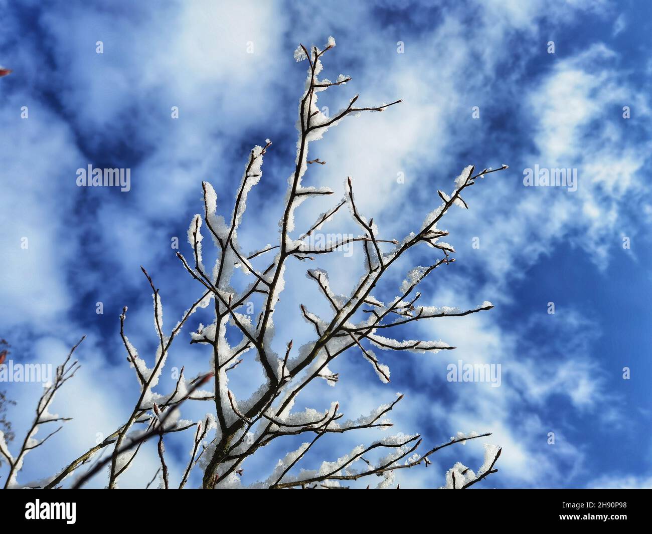Monaco, Baviera, Germania. 3 dicembre 2021. I cieli blu sulla neve e le piante e gli alberi ghiacciati si rivelano dopo una notte di temprature frigidi, nevicate e piogge gelide a Monaco, in Germania. (Credit Image: © Sachelle Babbar/ZUMA Press Wire) Foto Stock