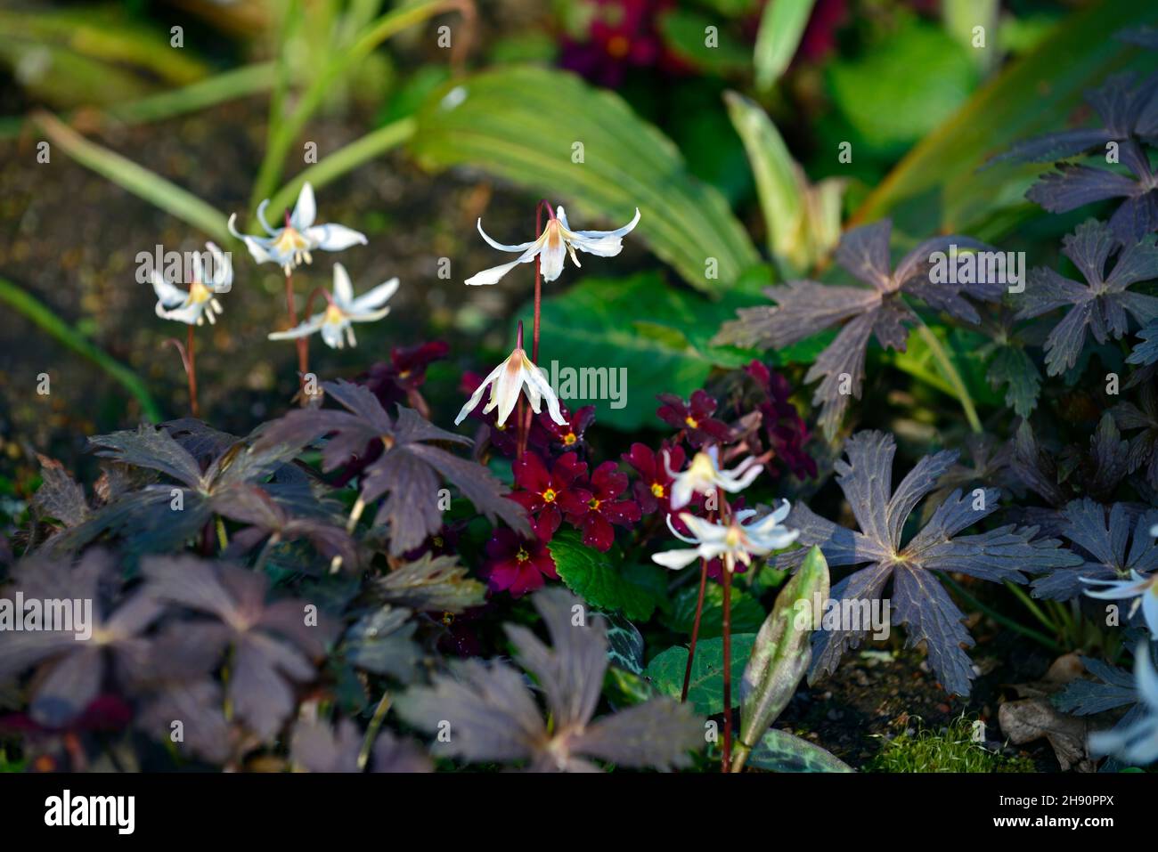 Erythronium howellii, Porto Vecchio di Primula, espresso di Geranium, pianta mista, fioritura primaverile, giardino boschivo, primavera nel giardino, combo, combinazione Foto Stock