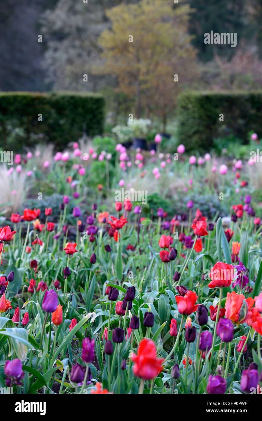 Tulip display, tulipani, tulipa, tulipano merlot, tulipa continentale, tulipa negrita, tulipa nero eroe, tulipa ciliegia delizia, giardini, primavera, rosso rosa viola scuro Foto Stock