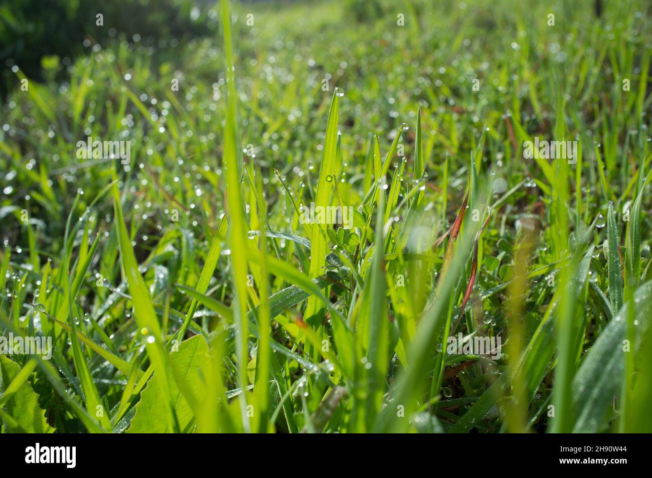 Bella erba verde terra su un tramonto d'inverno. Lama piena di gocce di rugiada. Foto Stock